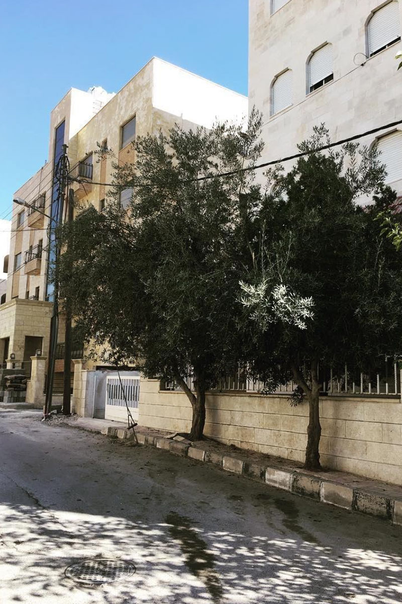 Olive trees lining the streets in Amman, Jordan.