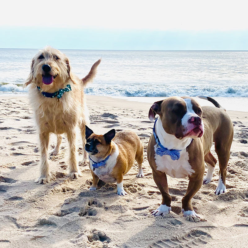 Dogs Floozy, Walter, and Cannoli enjoying the beach in East Hampton, New York.