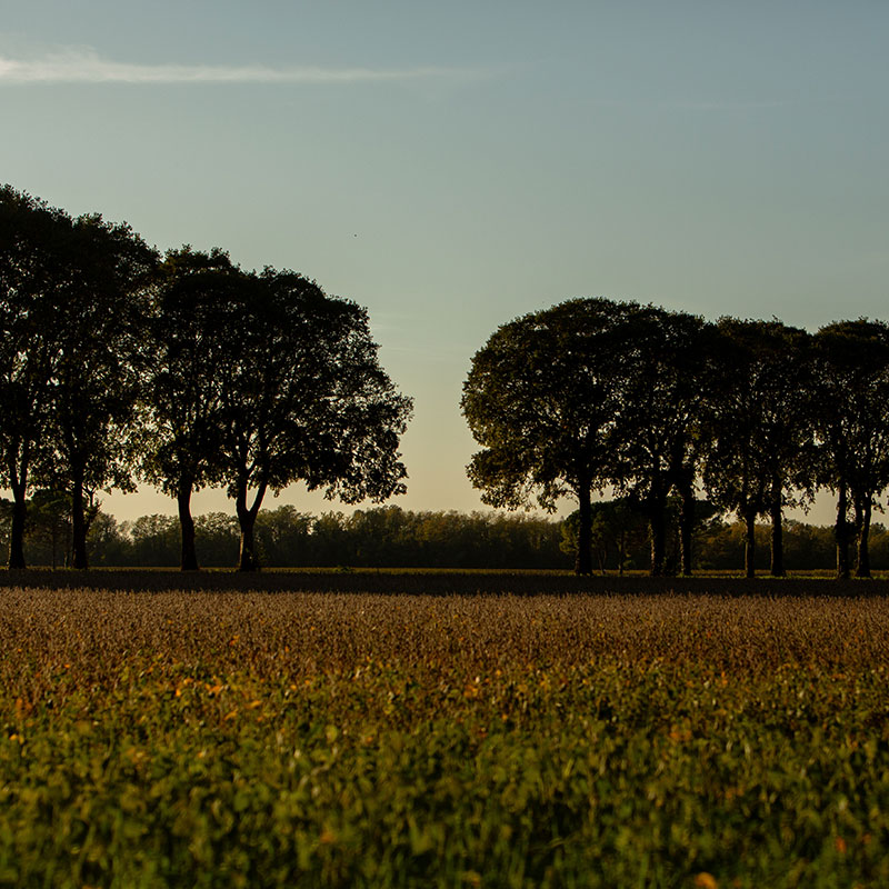 View of the countryside in Cormons