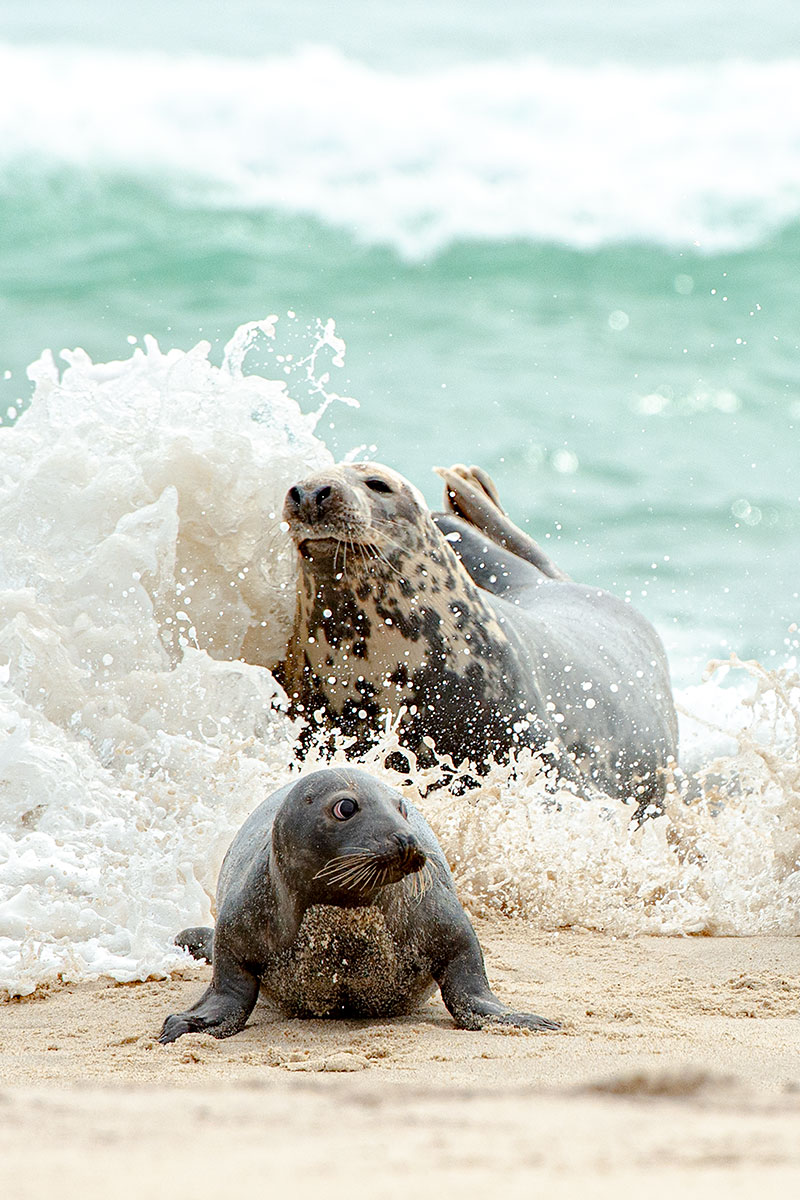 Gray seals frolic in the waves of the Atlantic on the shore of Sable Island.