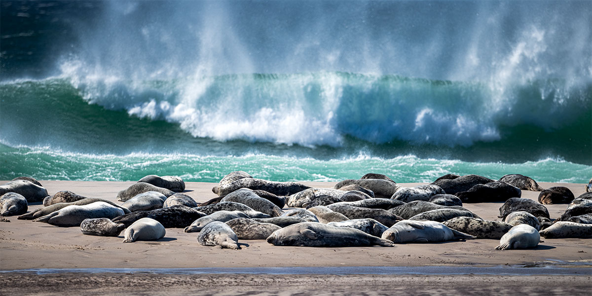 Sable Island is home to the world's largest breeding colony of gray seals.