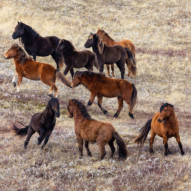 An estimated 300 to 500 wild horses call Sable Island home